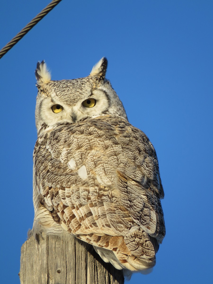 Great Horned Owl - ML133669061
