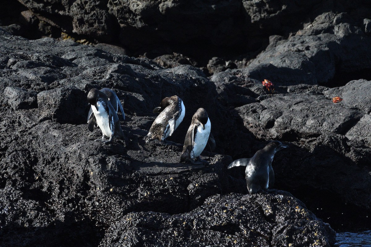 Galapagos Penguin - Katrina Cheung