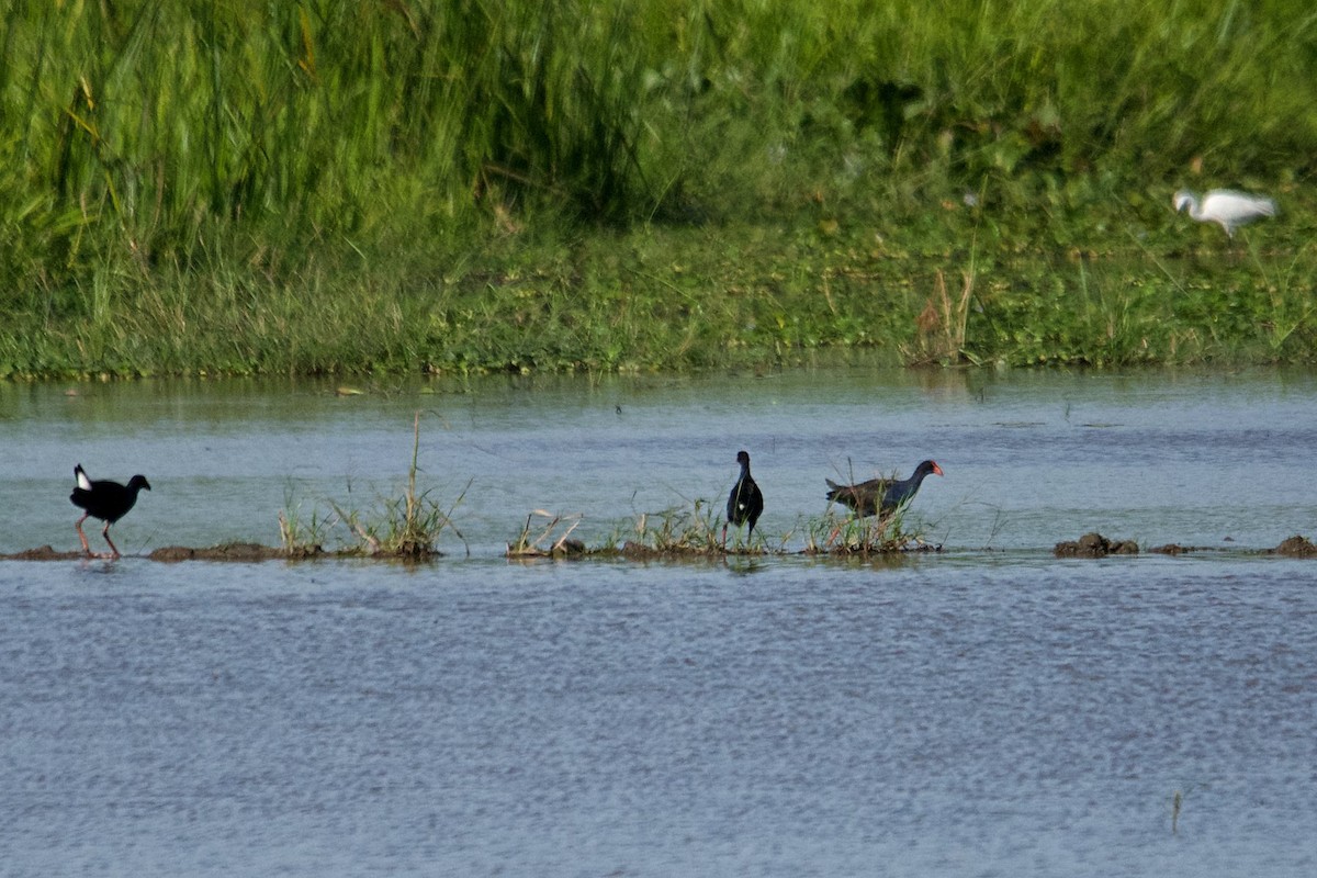 Black-backed Swamphen - Addy Siong