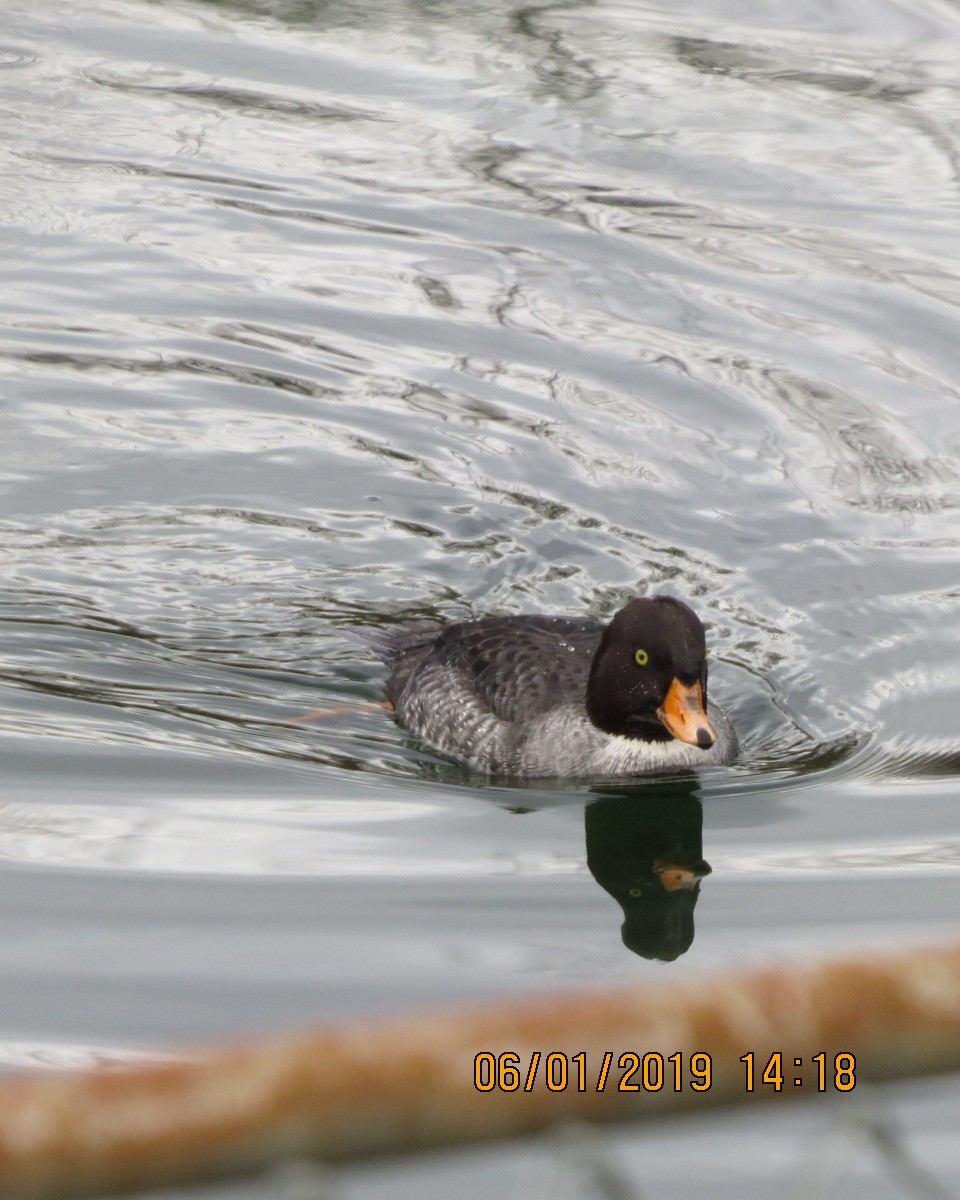 eBird Checklist 6 Jan 2019 Marblemount Fish Hatchery 10 species
