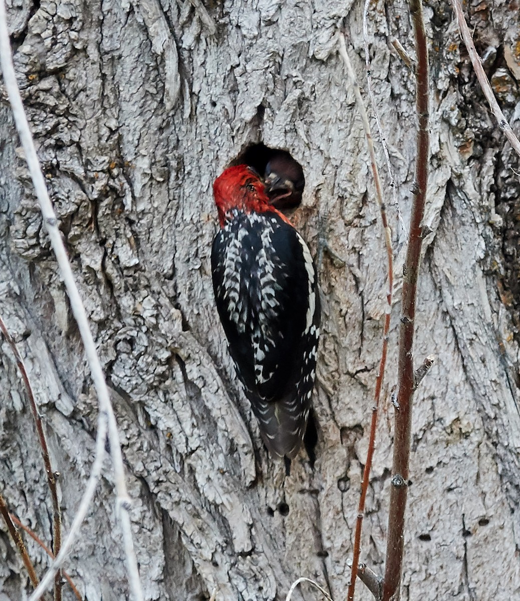 Red-breasted Sapsucker - ML133670921
