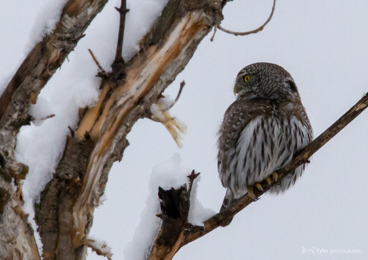 Northern Pygmy-Owl (Rocky Mts.) - ML133671021