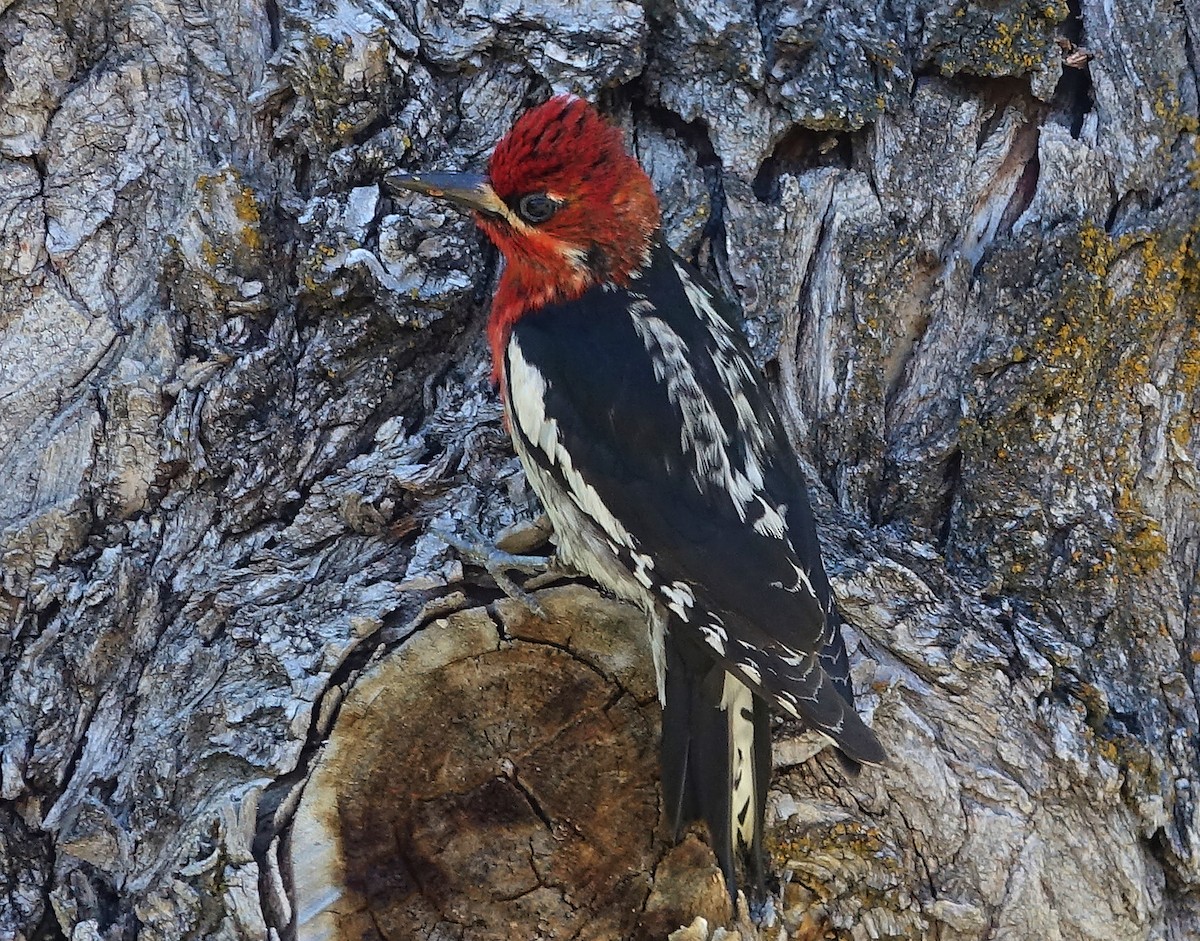 Red-breasted Sapsucker - ML133671041