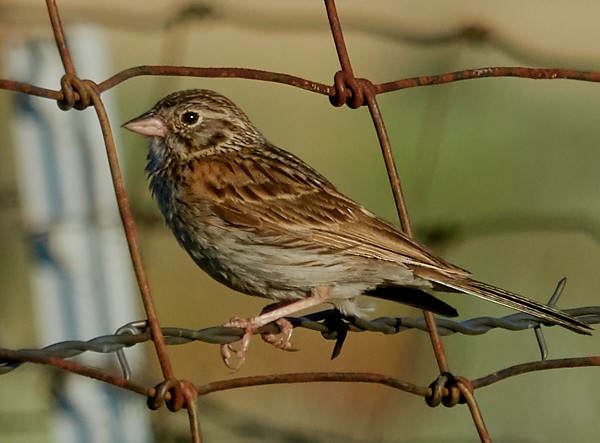 Vesper Sparrow - ML133671331