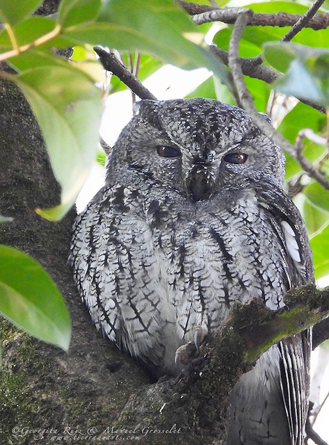 コノハズクページ コノハズクページ