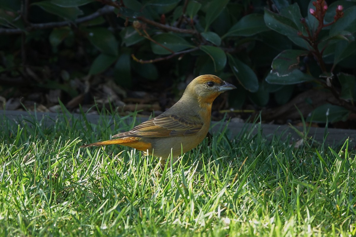 Hepatic Tanager - ML133675301