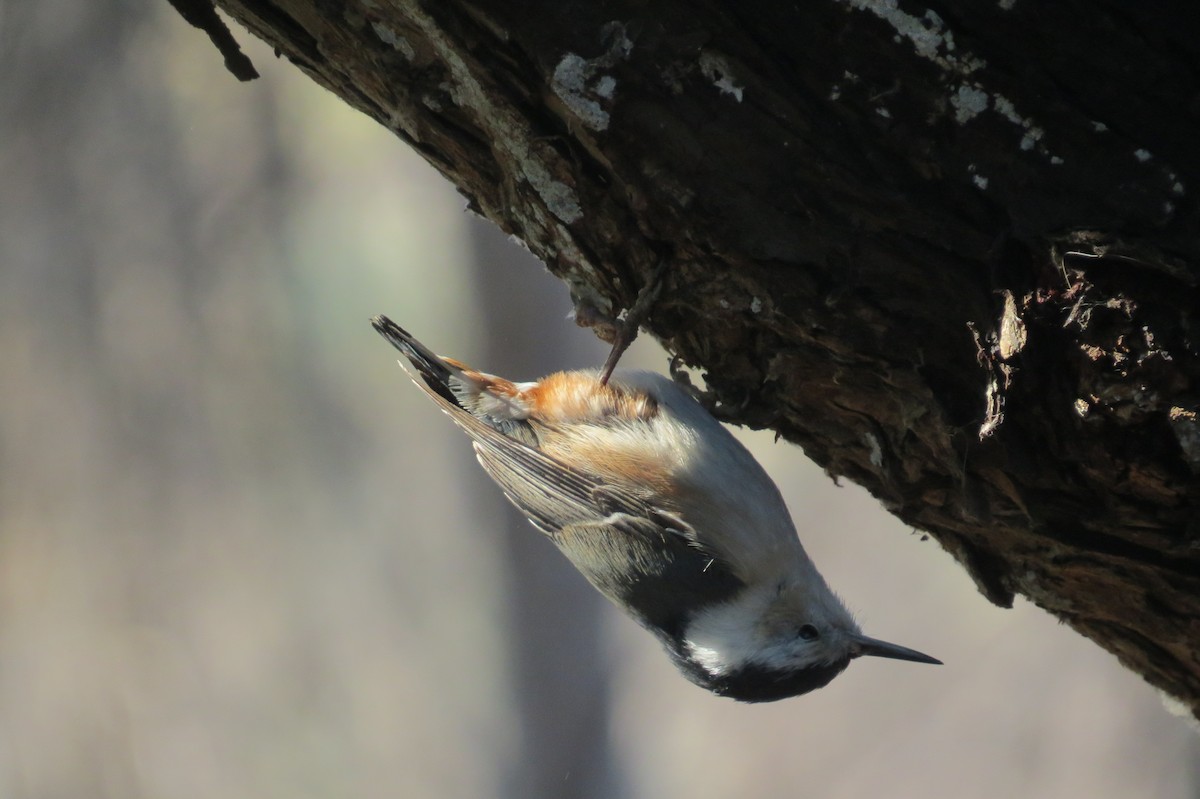 White-breasted Nuthatch - brian sandstrom