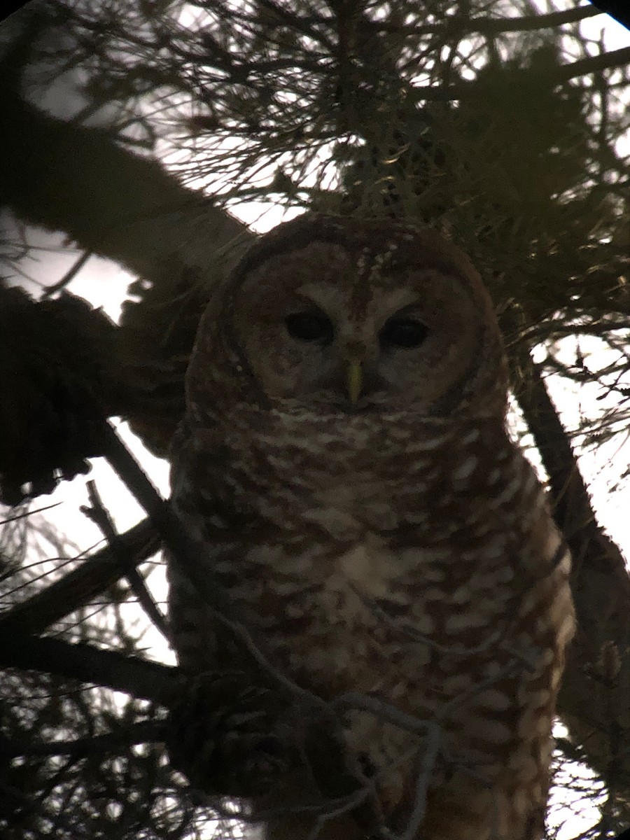 Spotted Owl - Cheryl Smith