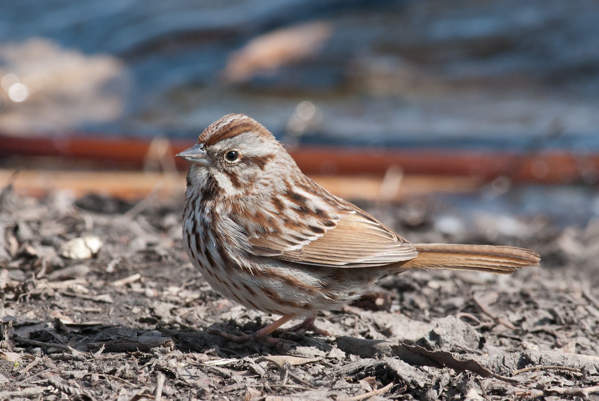 Song Sparrow - Keith Bowers