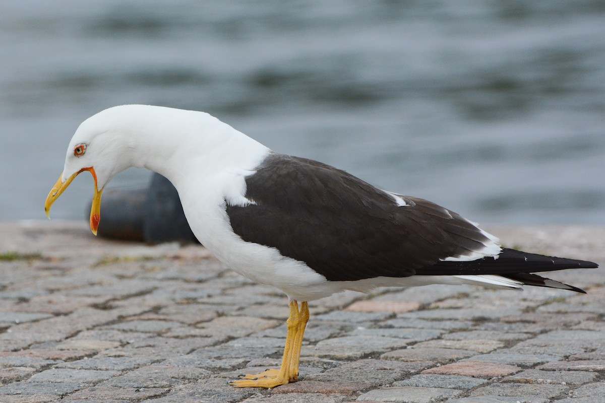Lesser Black-backed Gull (fuscus) - David Jeffrey Ringer