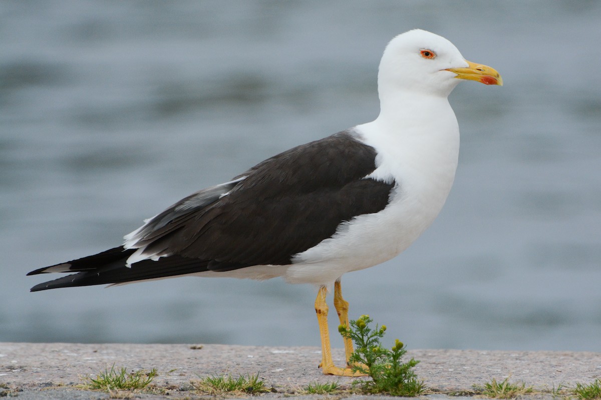 Lesser Black-backed Gull (fuscus) - David Jeffrey Ringer