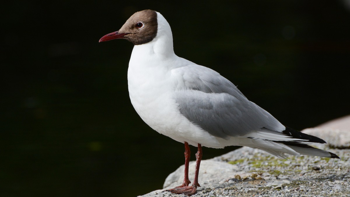 Black-headed Gull - David Jeffrey Ringer