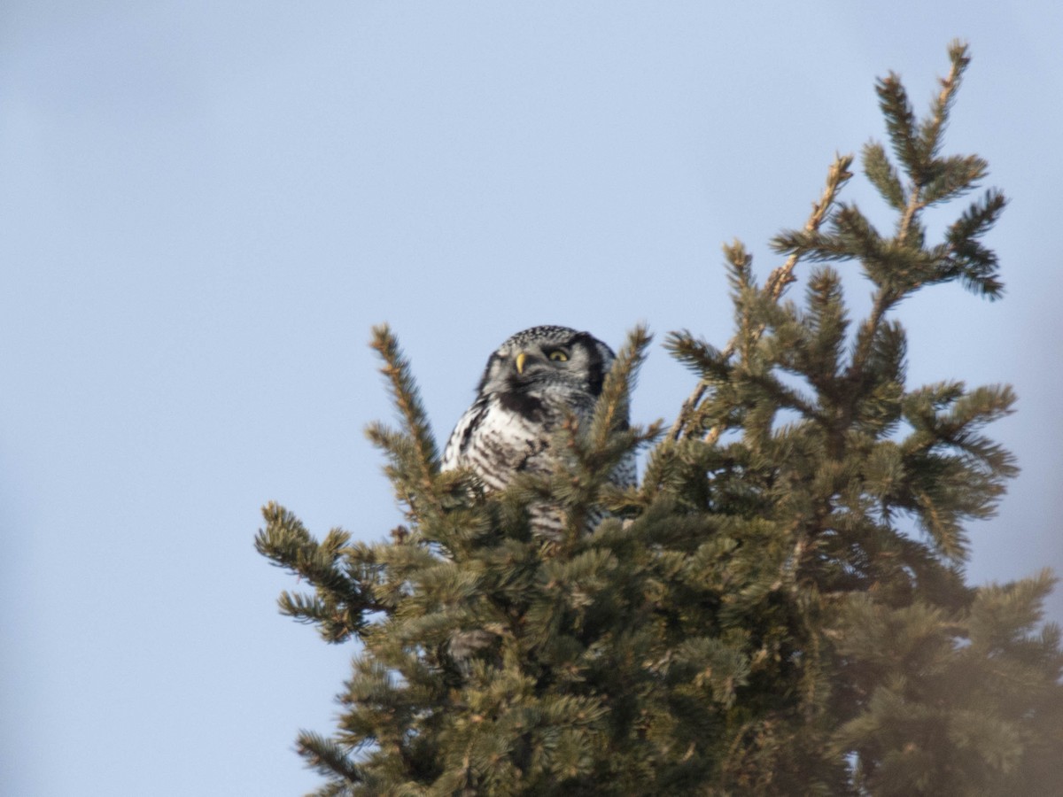 Northern Hawk Owl - ML133686481