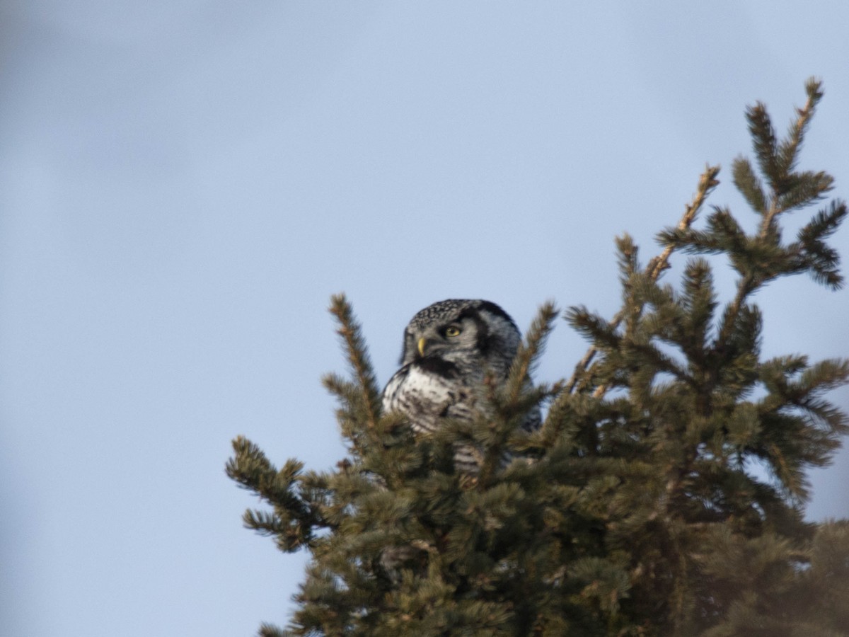 Northern Hawk Owl - ML133686491