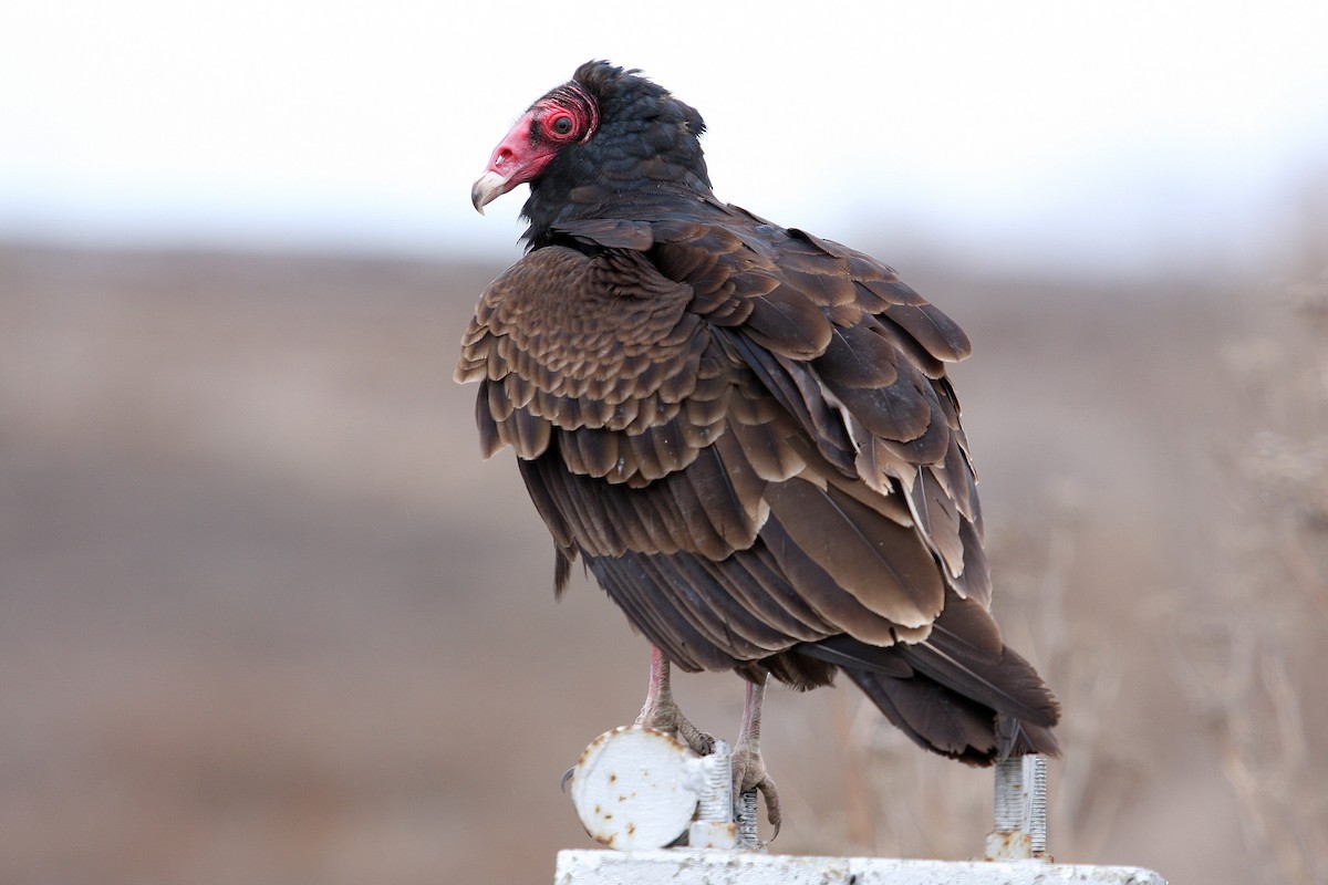 Turkey Vulture - Steve Rottenborn