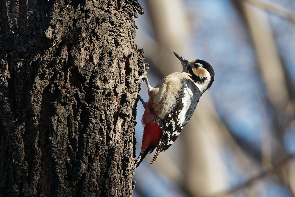 Great Spotted Woodpecker (cabanisi/stresemanni) - ML133693131