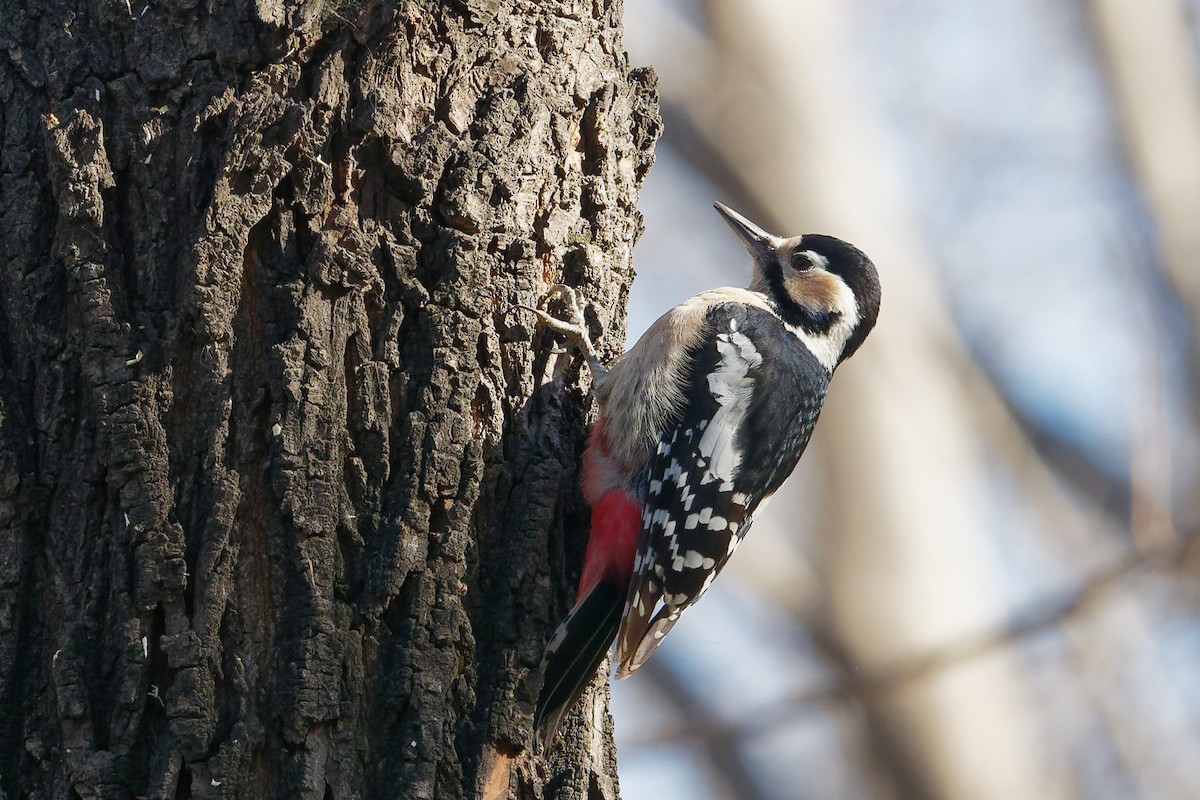 Great Spotted Woodpecker (cabanisi/stresemanni) - ML133693141