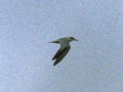 Yellow-billed Tern - Lista de aves de Costanera Sur