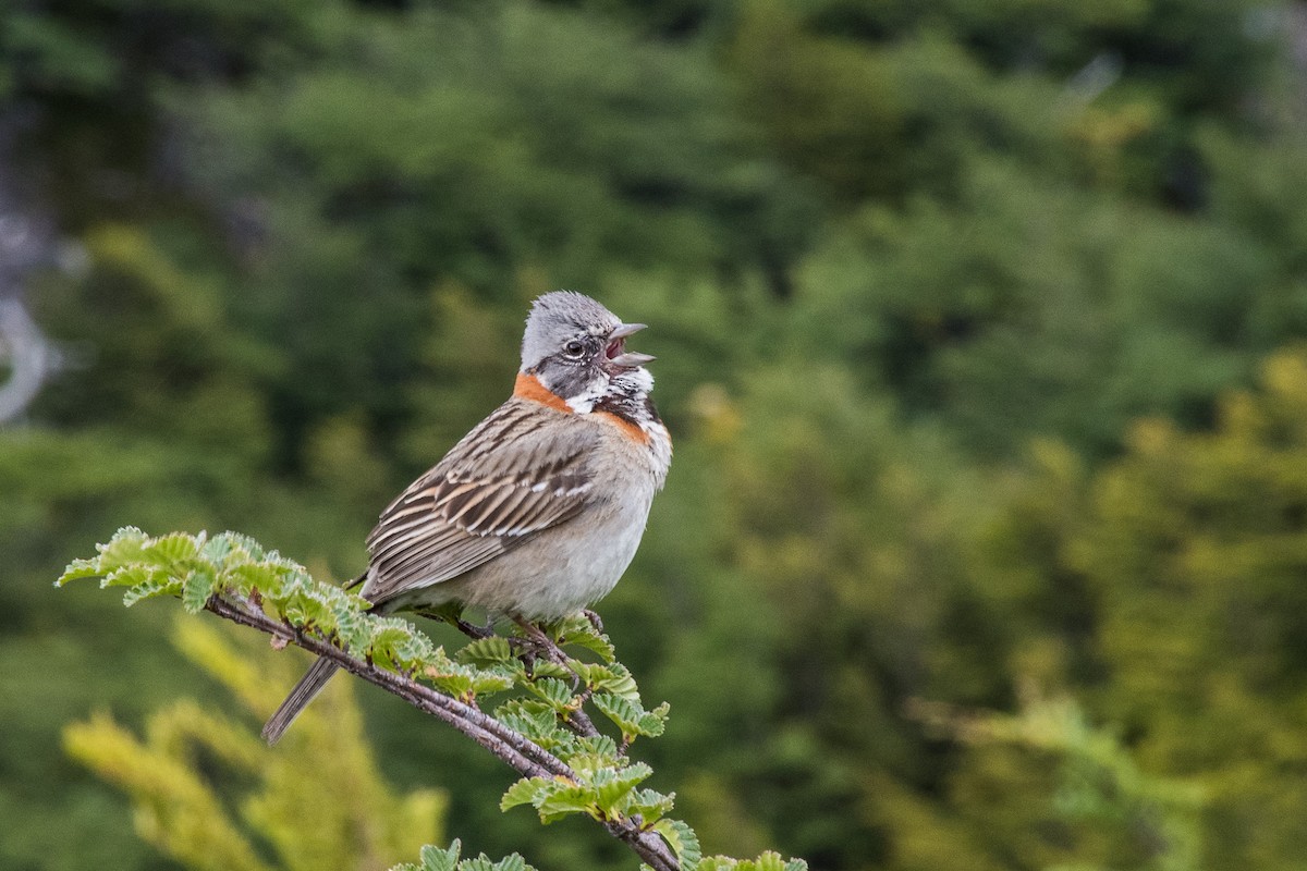 Rufous-collared Sparrow - ML133703161