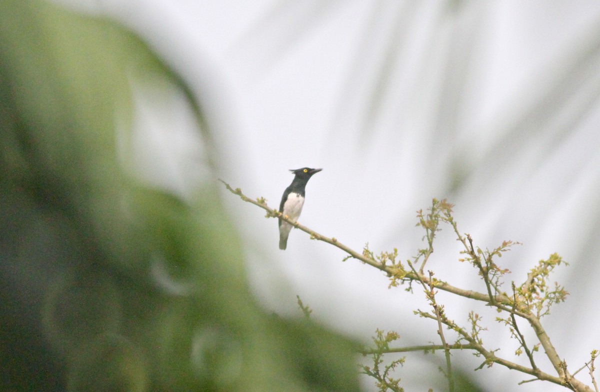 Black-and-white Shrike-flycatcher - Anthony Collerton