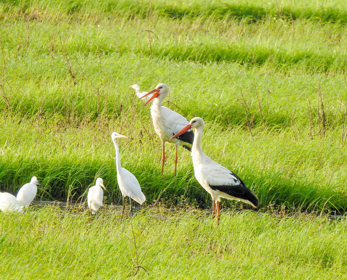 White Stork - SYAMILI MANOJ