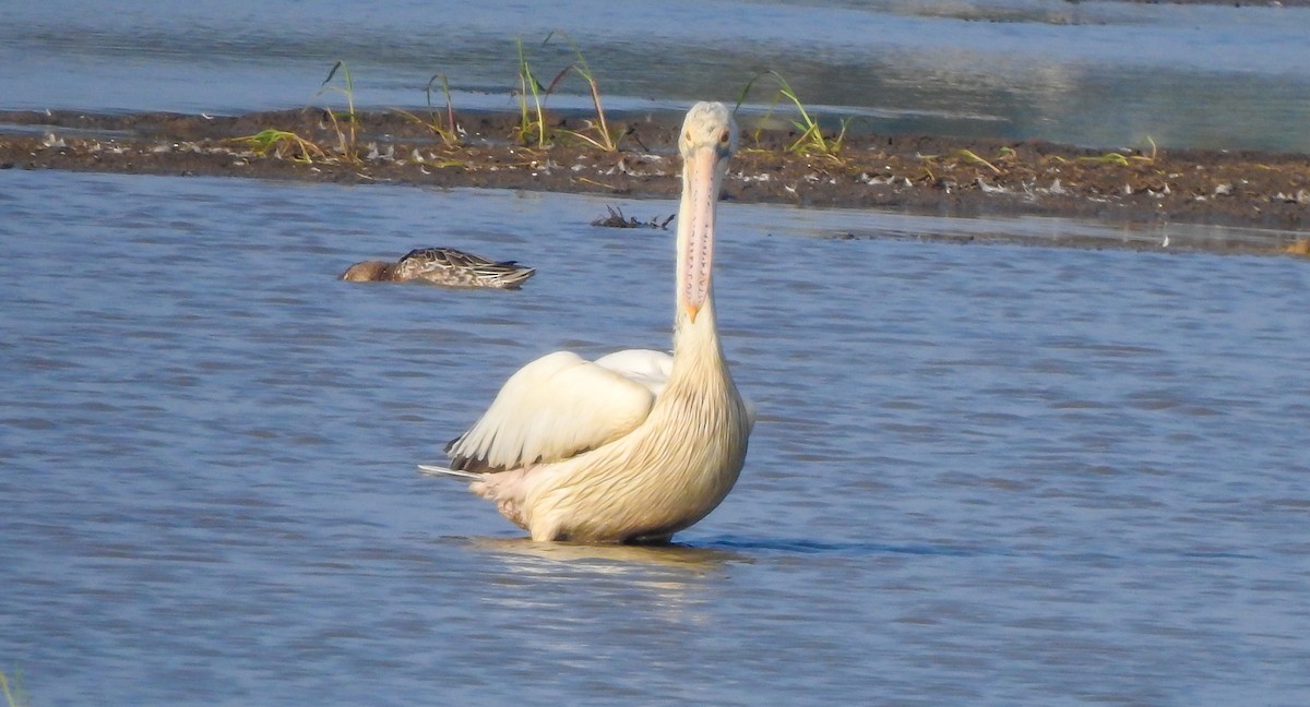 Spot-billed Pelican - SYAMILI MANOJ