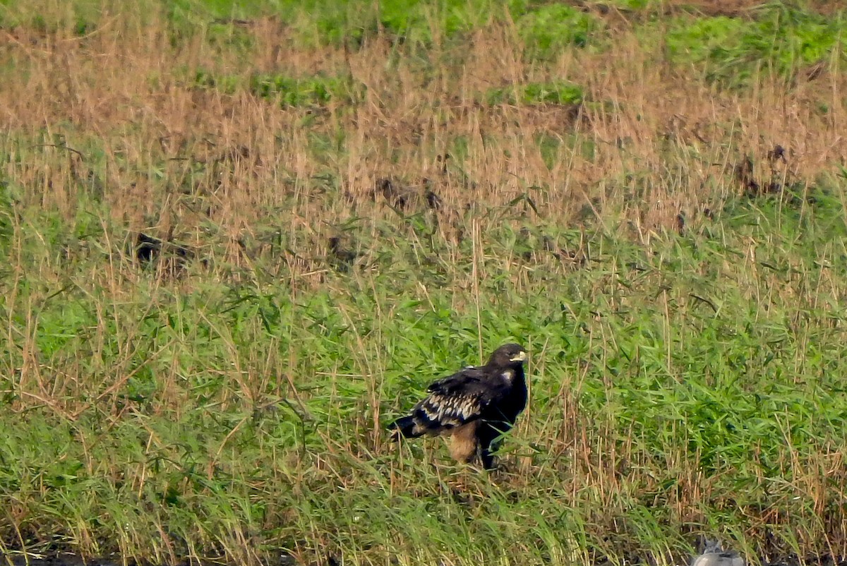 Greater Spotted Eagle - SYAMILI MANOJ