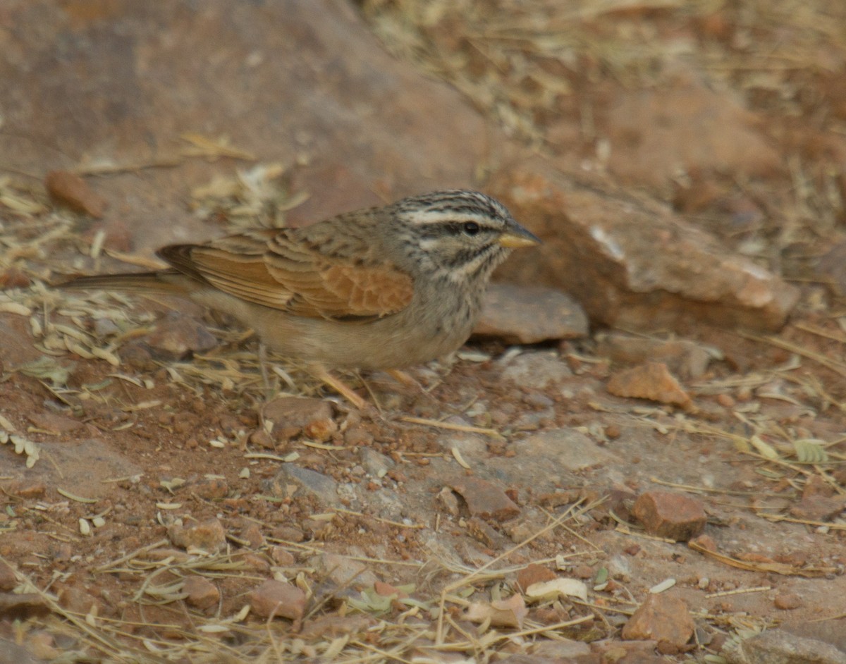 Striolated Bunting - ML133707161