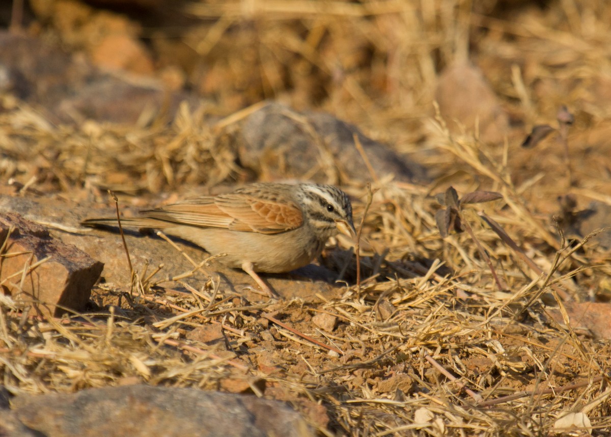 Striolated Bunting - ML133707231