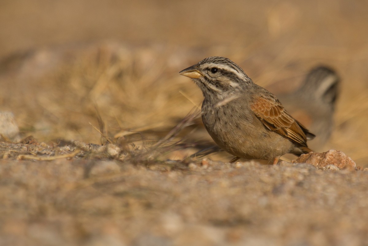 Striolated Bunting - ML133707251