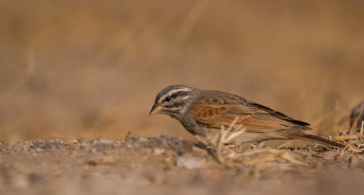 Striolated Bunting - ML133707321