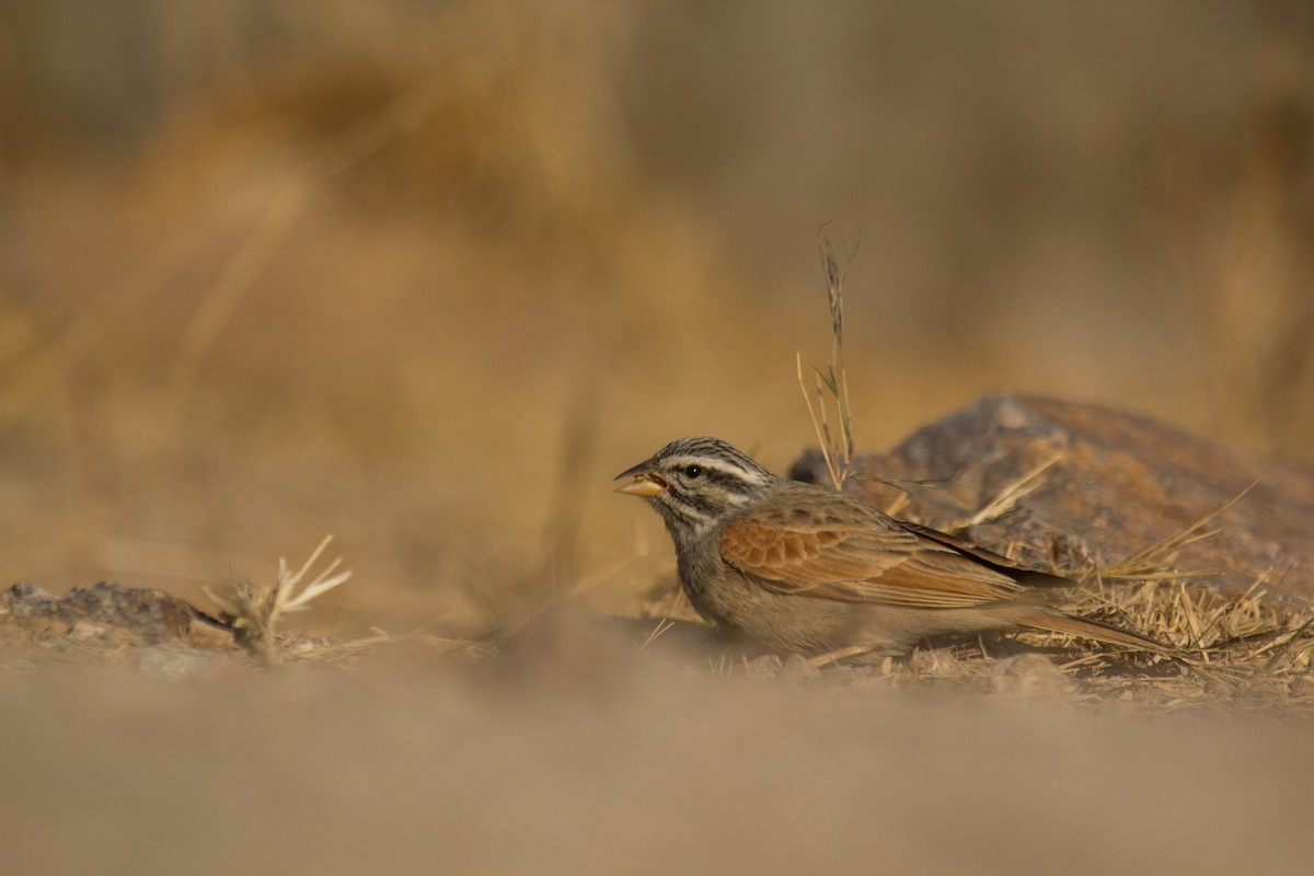 Striolated Bunting - ML133707341