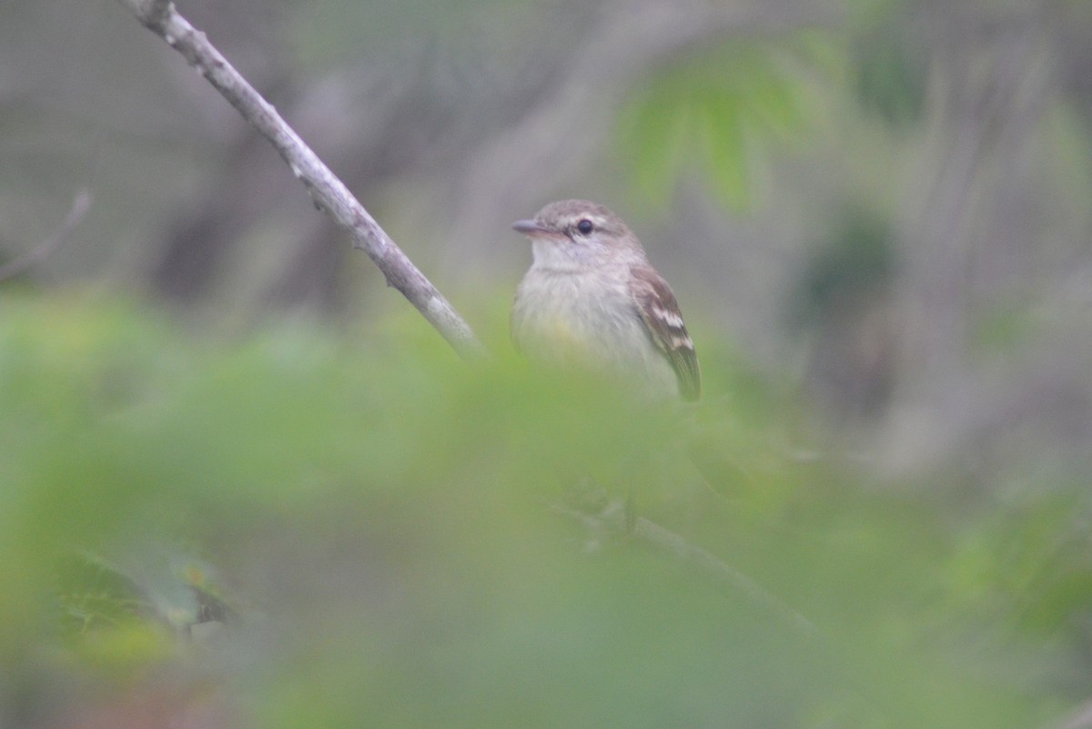 Southern Mouse-colored Tyrannulet - Ben Phalan