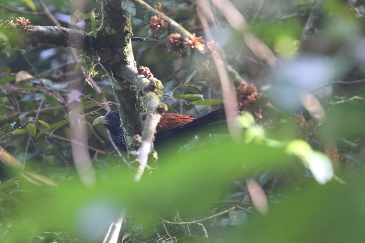 Green-billed Coucal - ML133709231