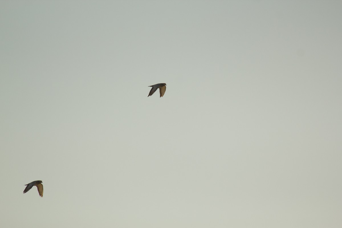 Yellow-eyed Pigeon - Krishna Murthy
