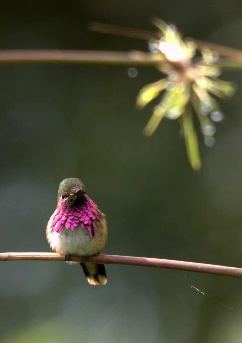 Wine-throated Hummingbird - William Stephens