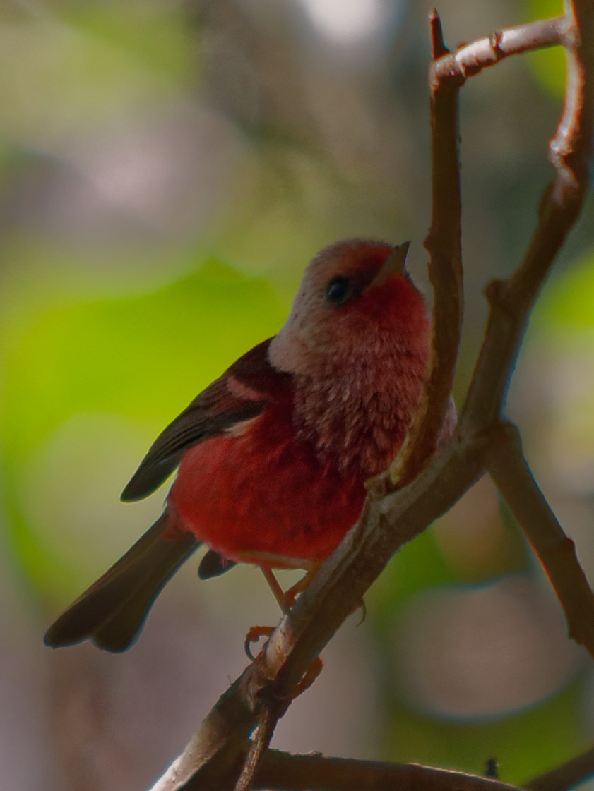 Pink-headed Warbler - ML133716101