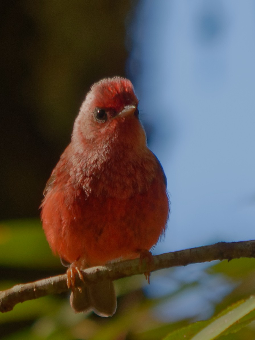 Pink-headed Warbler - ML133716111