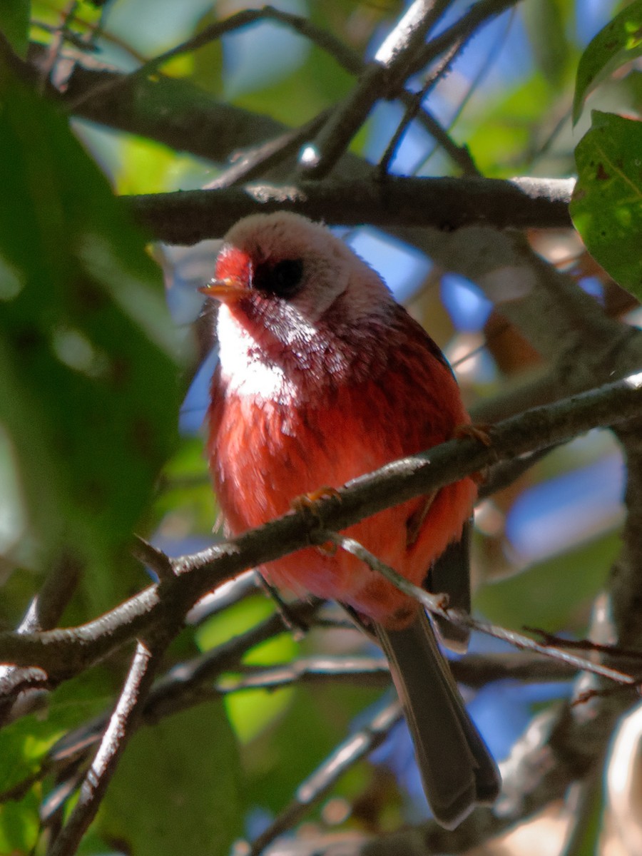 Pink-headed Warbler - ML133716121