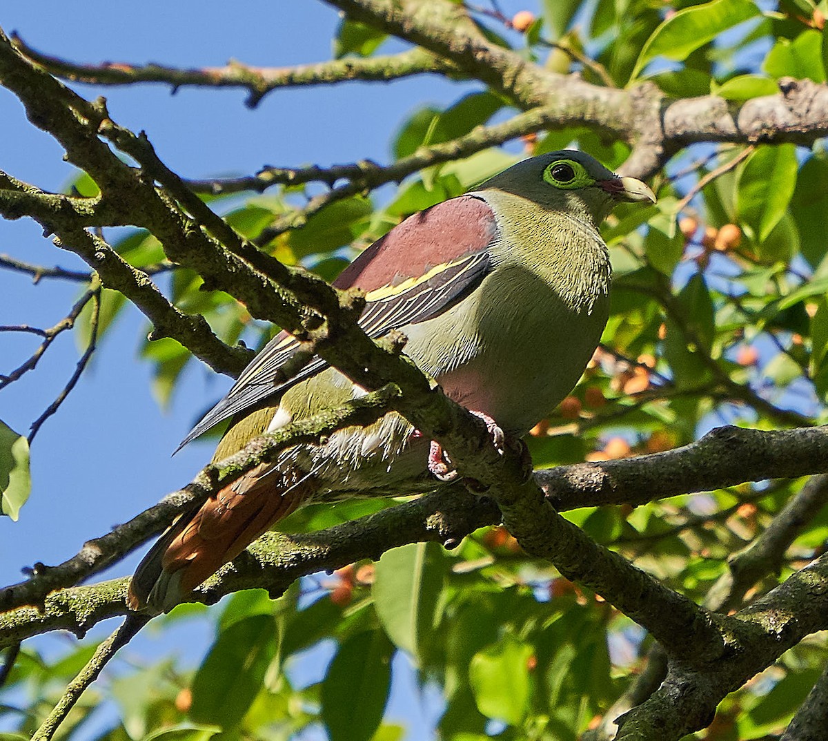 Thick-billed Green-Pigeon - ML133716361