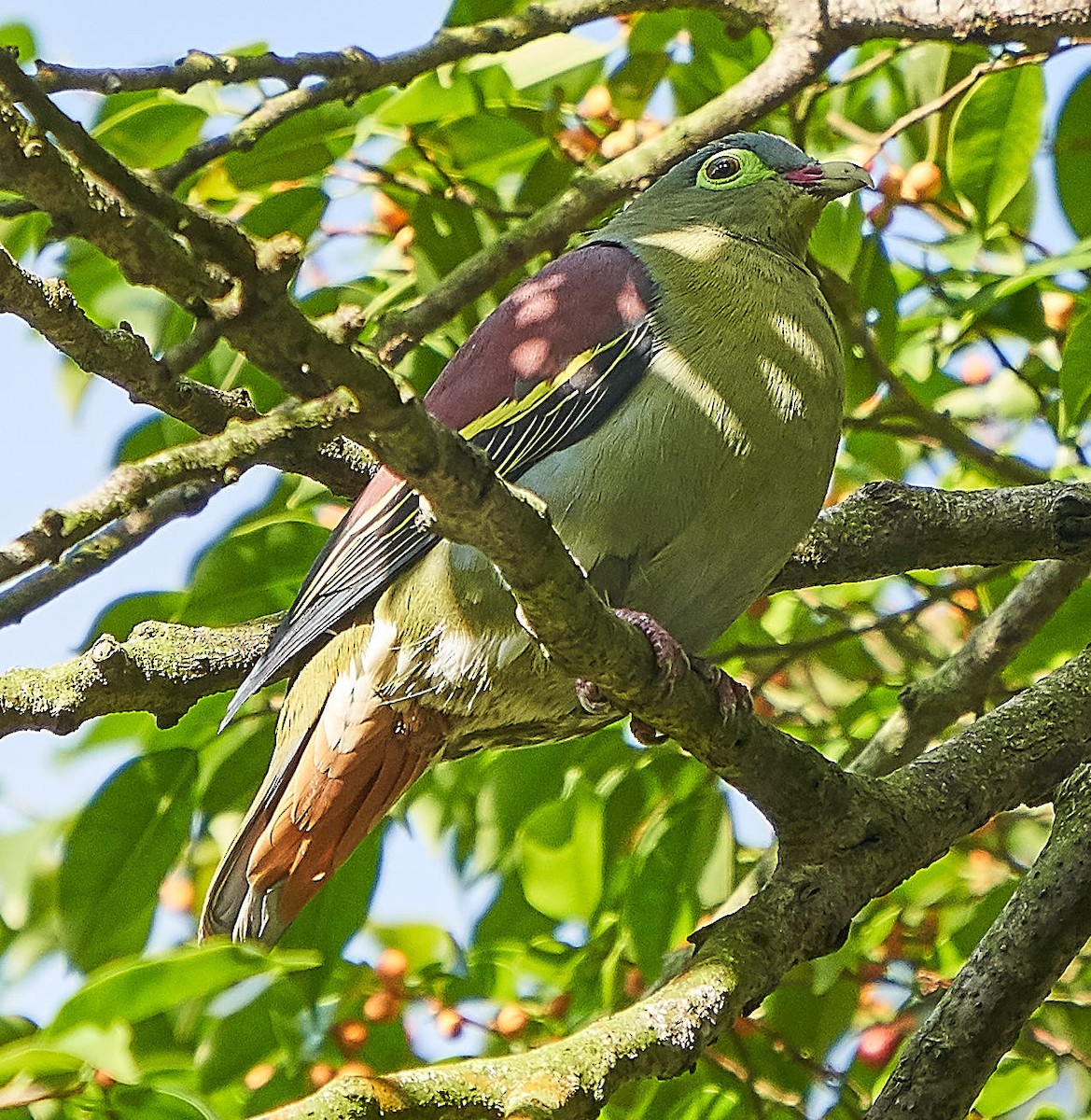 Thick-billed Green-Pigeon - ML133716371