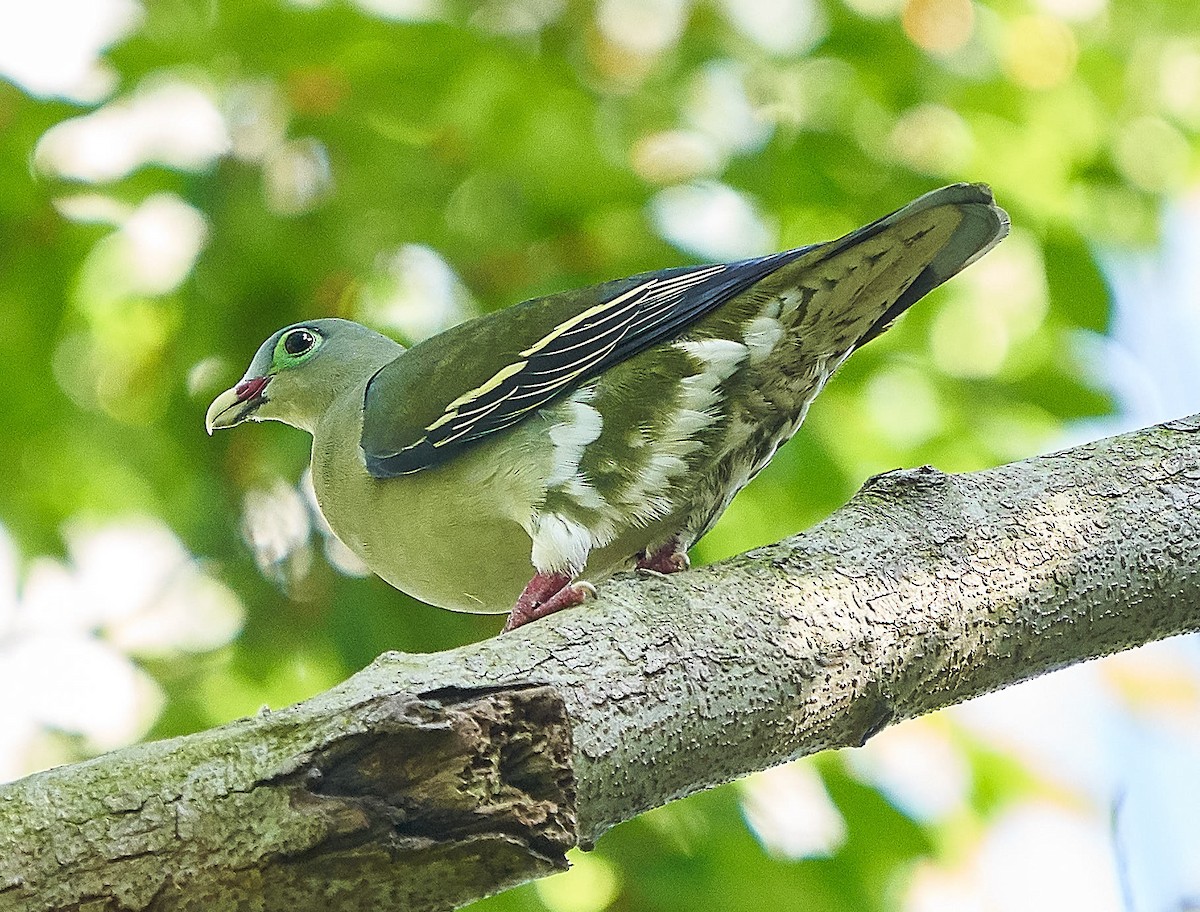 Thick-billed Green-Pigeon - ML133716381