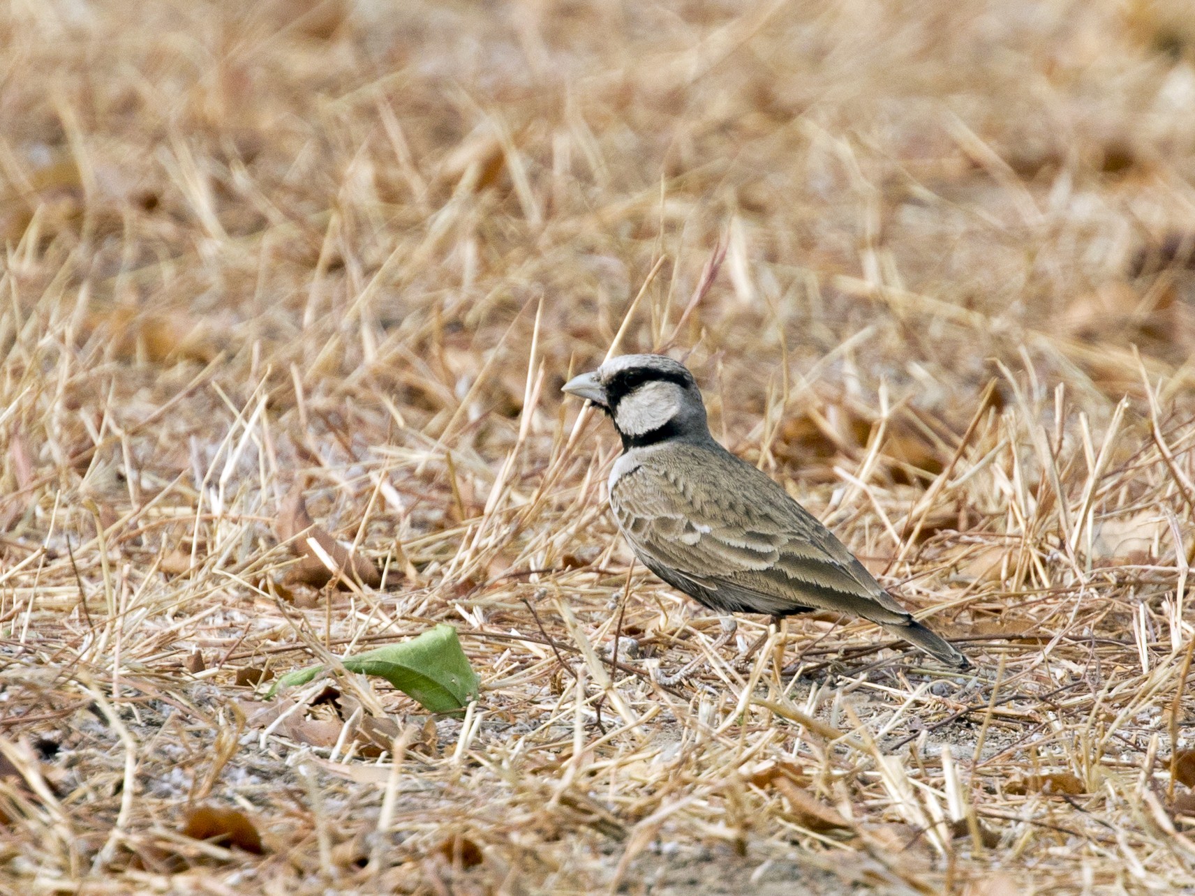Ashy-crowned Sparrow-Lark - Swetha Krishna
