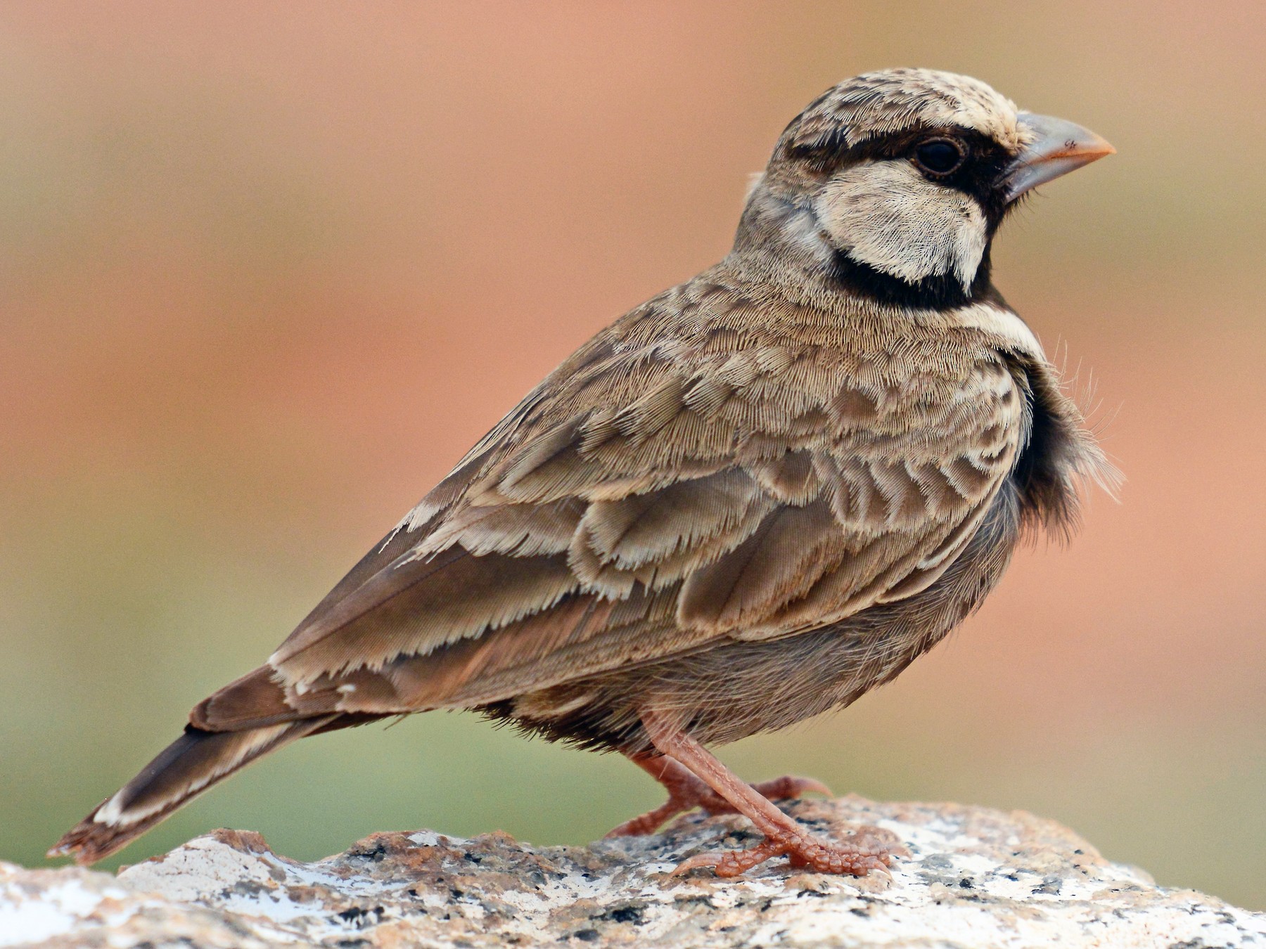 Ashy-crowned Sparrow-Lark - Renuka Vijayaraghavan