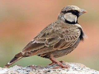  - Ashy-crowned Sparrow-Lark
