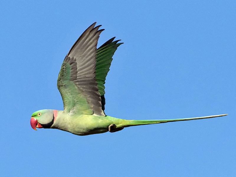 Alexandrine Parakeet - Jason Boyce