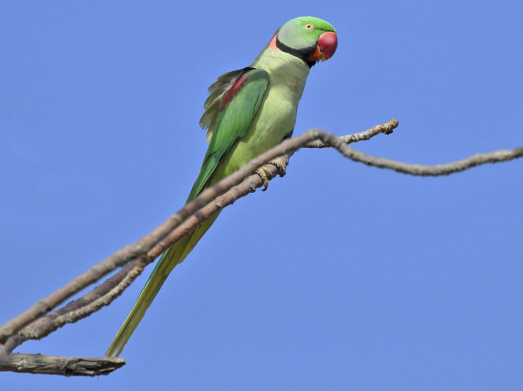 Alexandrine Parakeet