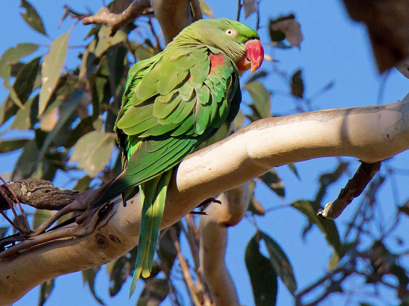 Alexandrine Parakeet - Martin & Penny Potter