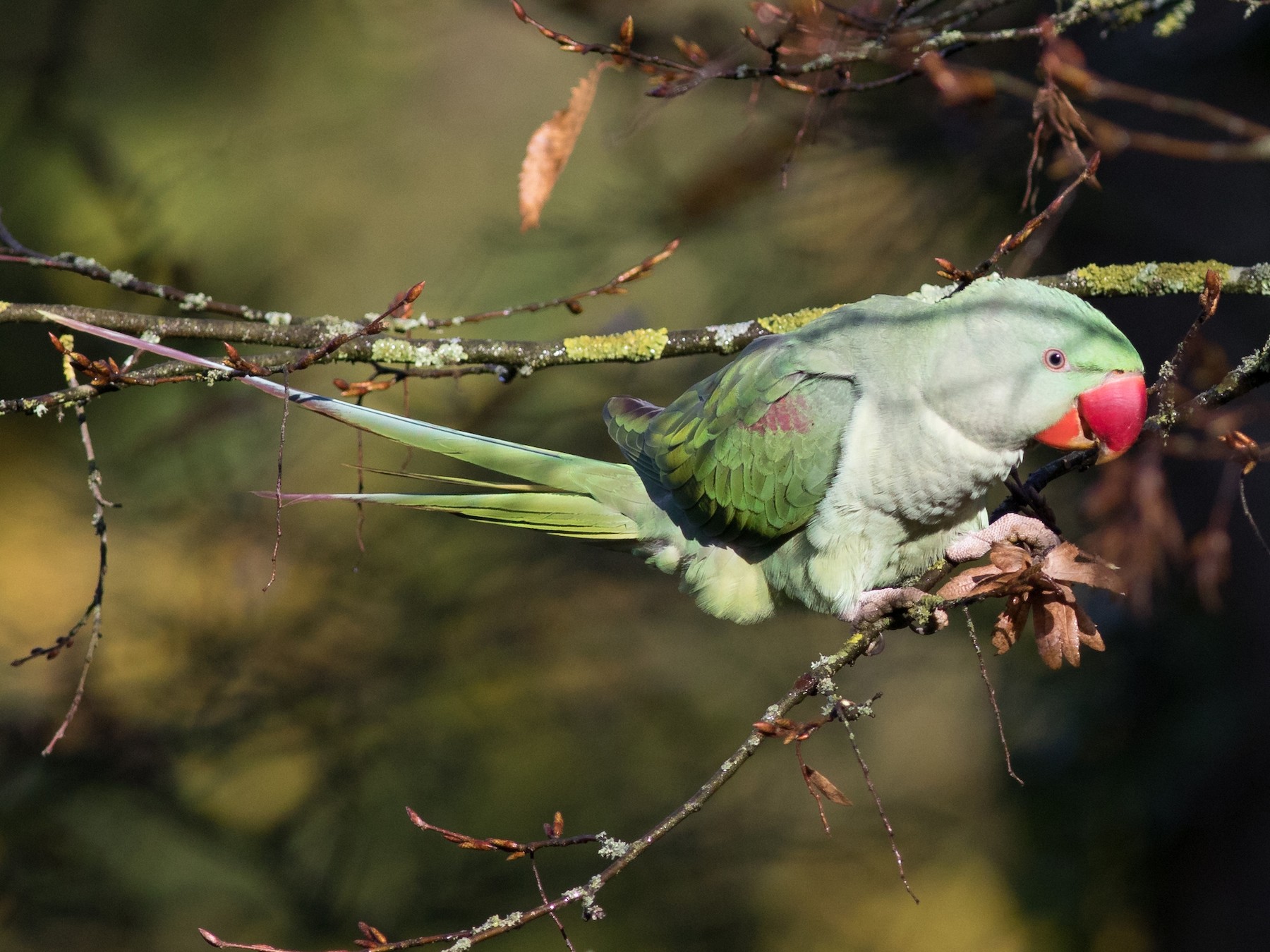 Alexandrine Parakeet - Oliver Burton