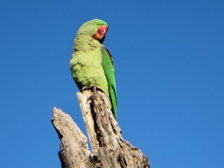 Alexandrine Parrot Female Size